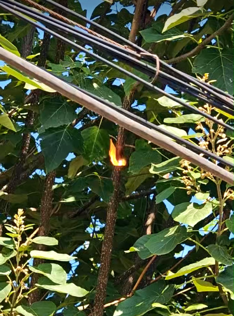 激光清障儀除樹障現(xiàn)場(chǎng)