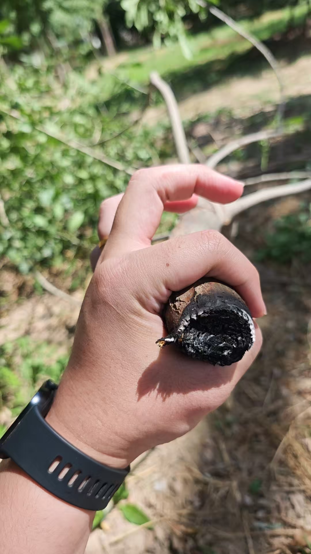 激光清障儀除樹障現(xiàn)場(chǎng)